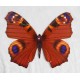 Fluture suspendat colorat 20cm