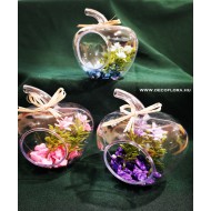 Mini pozsgás növény almában 12 cm Mini pozsgás növény almában 12 cm