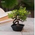 Plant decor Bonsai 12*6,5 cm