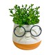 Decorative plant, plastic pot with glasses 15*10 cm