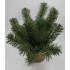 Sírtál műfenyővel - nyújtott 35 cm