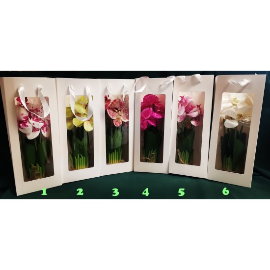 Orchid in gift bag 35 cm