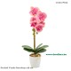 Műnövény - Orchidea Vanda Surabaya - rózsaszín - 48 cm Műnövény - Orchidea Vanda Surabaya - rózsaszín - 48 cm
