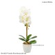 Műnövény - Orchidea Vanda Surabaya - fehér - 48 cm Műnövény - Orchidea Vanda Surabaya - fehér - 48 cm