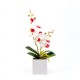 Műnövény - Orchidea Malai - 3 féle - 37 cm Műnövény - Orchidea Malai - 3 féle - 37 cm