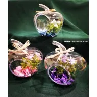 Mini pozsgás növény almában 12 cm