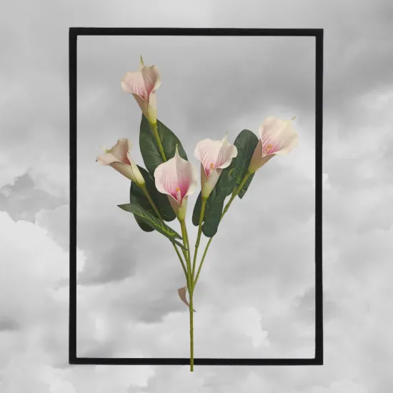 Kála szálas 5 fejes - polifoam kála