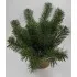 Sírtál műfenyővel - nyújtott 35 cm
