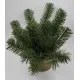 Sírtál műfenyővel - nyújtott 35 cm