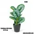 Műnövény Calathea zöld-fehér 34*9 cm