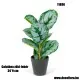 Műnövény Calathea zöld-fehér 34*9 cm