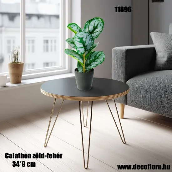 Műnövény Calathea zöld-fehér 34*9 cm