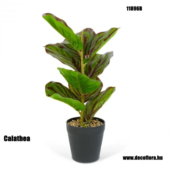 Műnövény Calathea zöld-fekete 34*9 cm